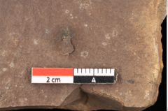 Foto (Detailsansicht) von Ulmus plurinervia, Unger (NHMW-GEO-2024-0188-0994)